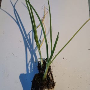 PLANTERO CEBOLLA FUENTES