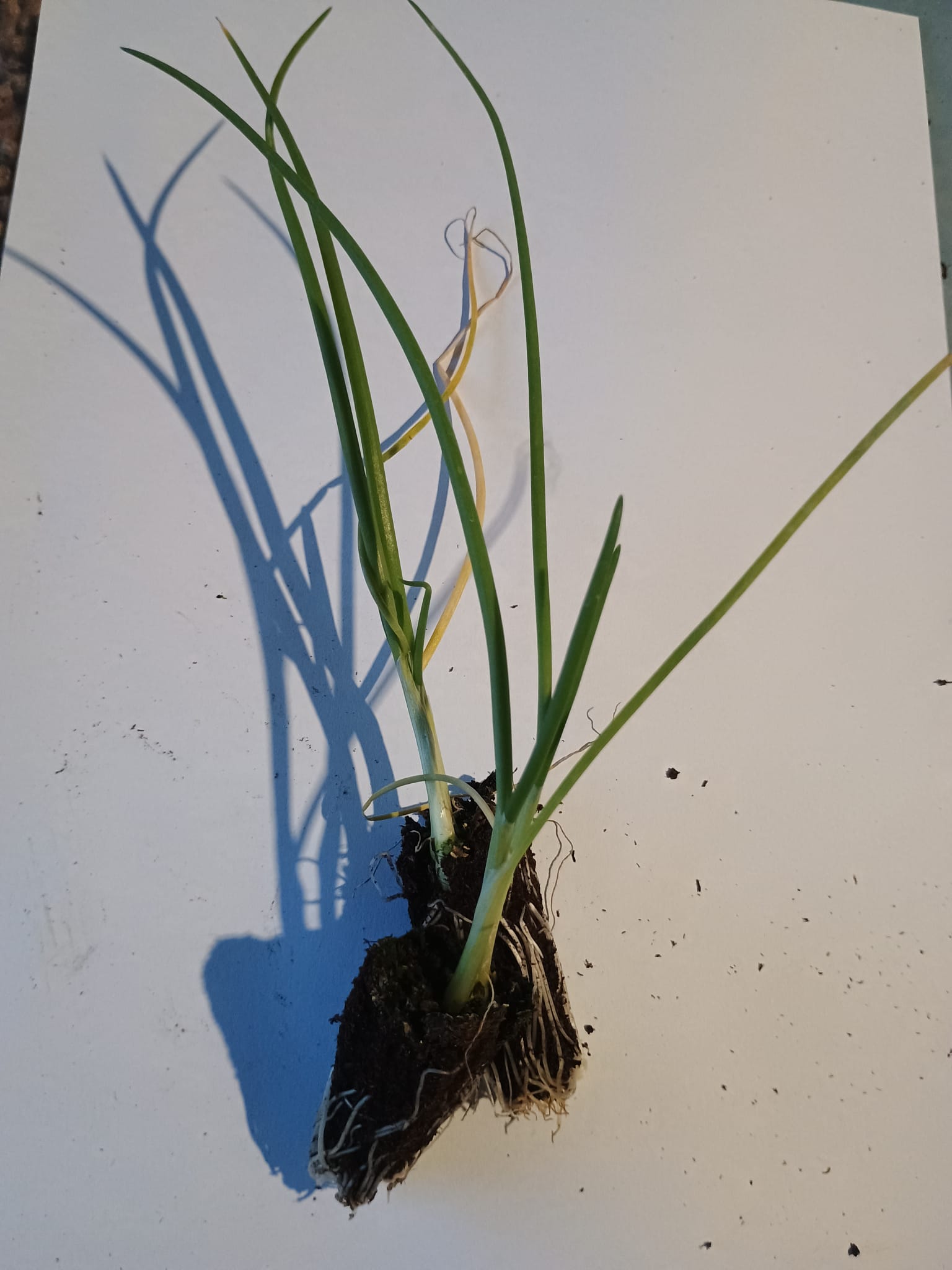 PLANTERO CEBOLLA FUENTES