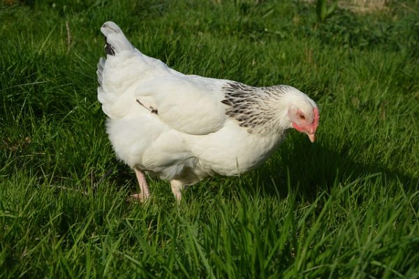 GALLINA BLANCA