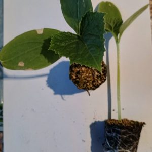 PLANTERO PEPINO CORTO