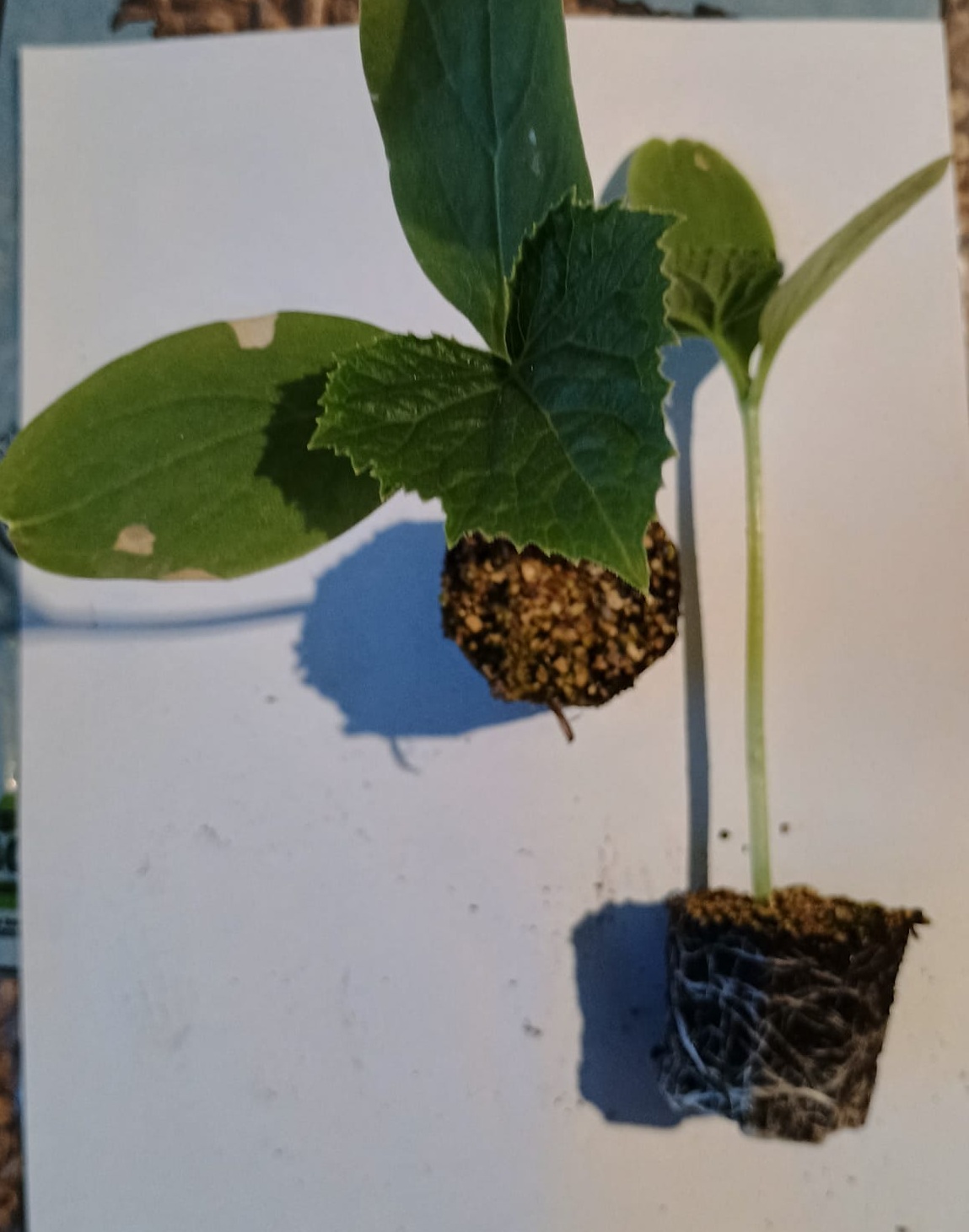 PLANTERO PEPINO CORTO