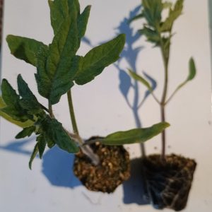 PLANTERO TOMATE OPTIMA