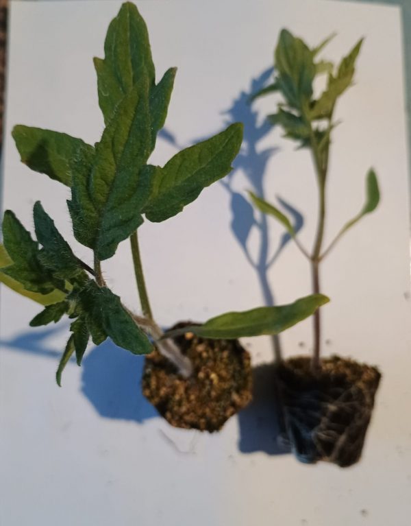 PLANTERO TOMATE OPTIMA