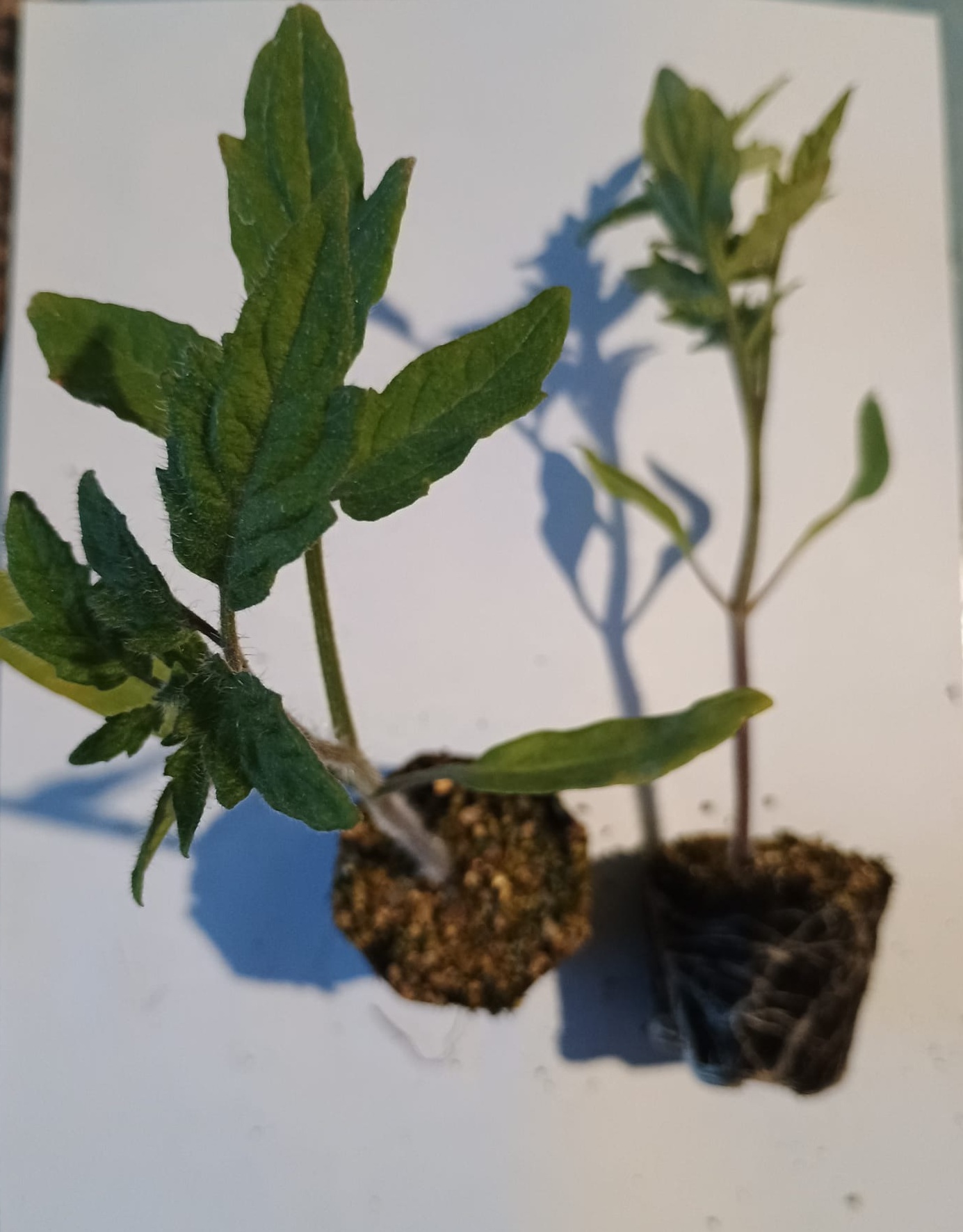 PLANTERO TOMATE OPTIMA