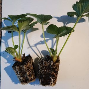 PLANTERO FRESAS 4 ESTACIONES