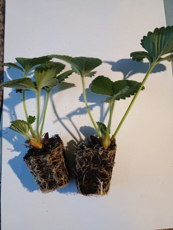 PLANTERO FRESAS 4 ESTACIONES