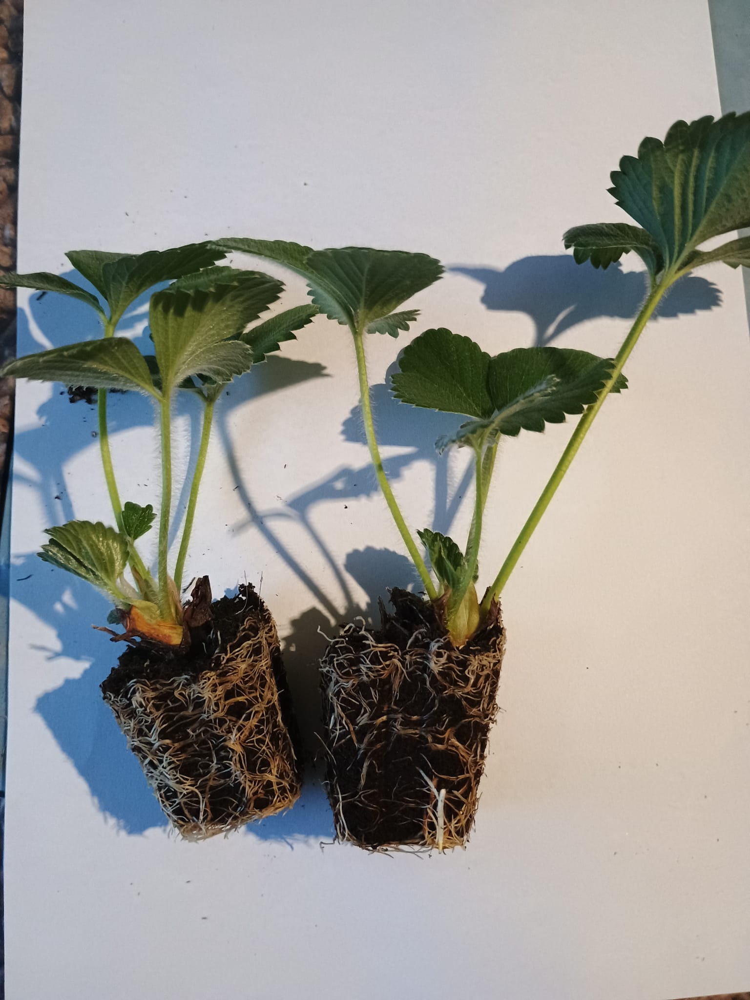 PLANTERO FRESAS 4 ESTACIONES